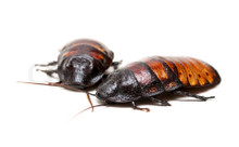 Can these roaches breed?