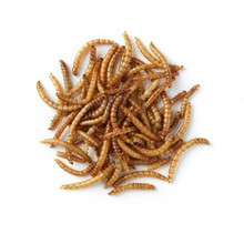 Are your dried mealworms genetically modified?