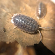 These have the common name "sow bugs" that don't roll into a ball,  as opposed to "pill bugs" that do?