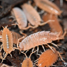 Isopods - Powder Orange 10 count Questions & Answers