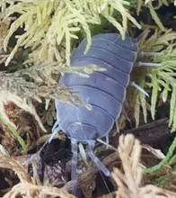 How large do the isopods get?
