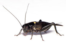 Medium Black Crickets - ONLY CALIFORNIA Questions & Answers