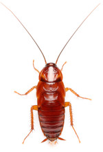 Red Runner Roaches Questions & Answers