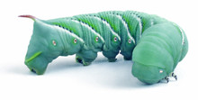 how big are the hornworms when you ship them?