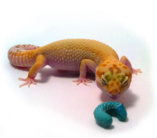 For the adult leopard gecko packs can you substitute phoenix worms?