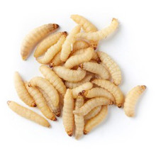 What are your waxworms fed?