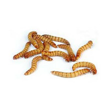 If I buy large mealworms and keep them at 72-75 degrees, how long will it be before they pupate?
