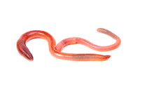 Are red wigglers the same as red earthworms.  Can I feed them to my tenrec in place of earthworms?