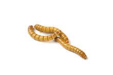What species are the mealworms?