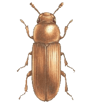 Rice Flour Beetle Culture Questions & Answers