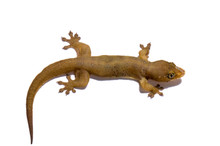House Geckos Questions & Answers