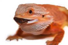 Bearded Dragon Sampler Pack Questions & Answers