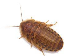 Large (20 to 25mm) Dubia Roaches Questions & Answers