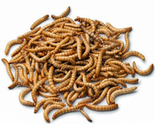 What do Gian Mealworms eat?