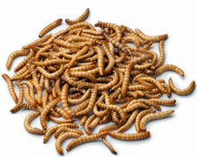 What's the difference between 'giant mealworms' and 'normal' ones? They are still T. molitor are they not?