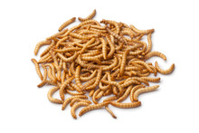 I think I got some dermestid beetles in my shipment of 20000 mealworms, is this intentional?