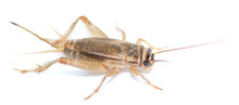 4 Week (3/4") Crickets Questions & Answers