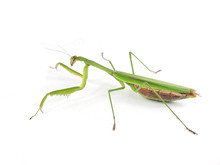 Chinese Mantis Questions & Answers