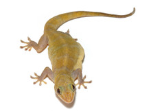 Golden Geckos Questions & Answers